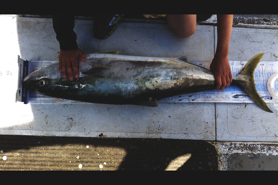 Gavin Henderson caught this 105.0cm Kingfish at kapiti during The Export NZ Fishing Competition
