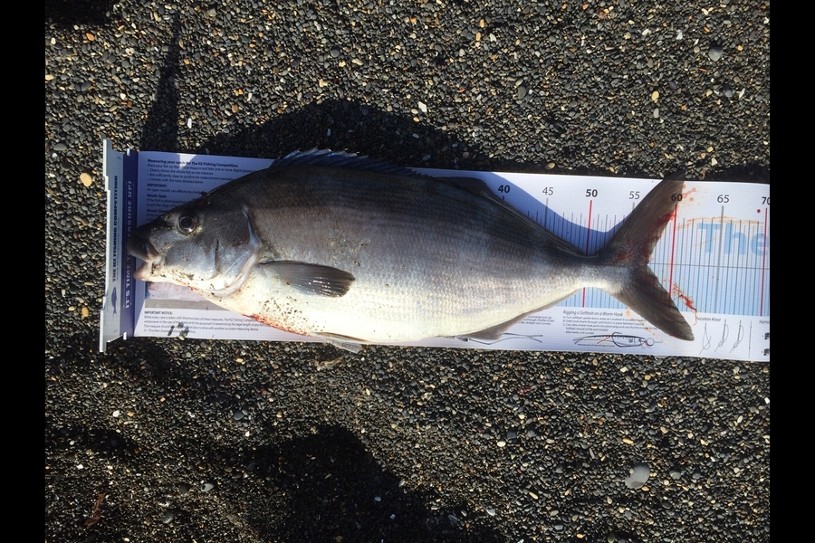 Peter Jones caught this 57.0cm Blue Moki at Marlborough during The Export NZ Fishing Competition