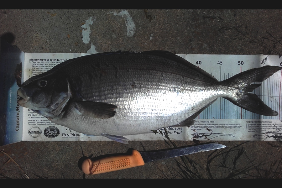 Ollie Gale caught this 52.5cm Blue Moki at Banks peninsula during The Export NZ Fishing Competition