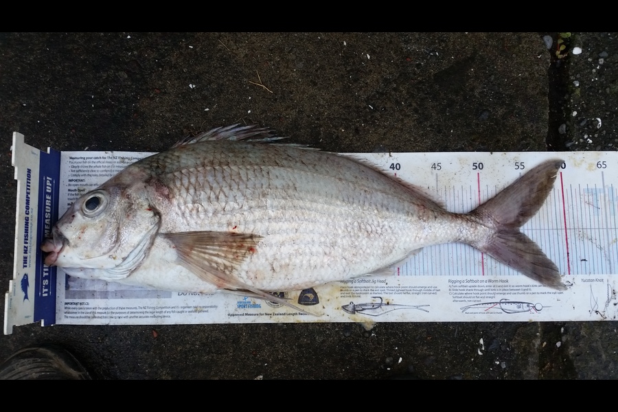 Gavin Henderson caught this 54.5cm Tarakihi at kapiti during The Export NZ Fishing Competition