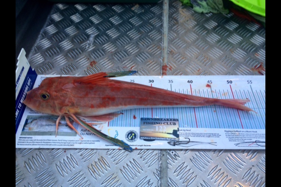Oliver McPherson caught this 51.5cm Gurnard at Tasman Bay during The Export NZ Fishing Competition