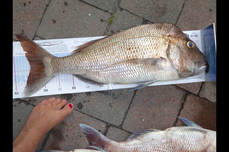 Toni Peck caught this 64.5cm Snapper at Mayor Island during The Export NZ Fishing Competition