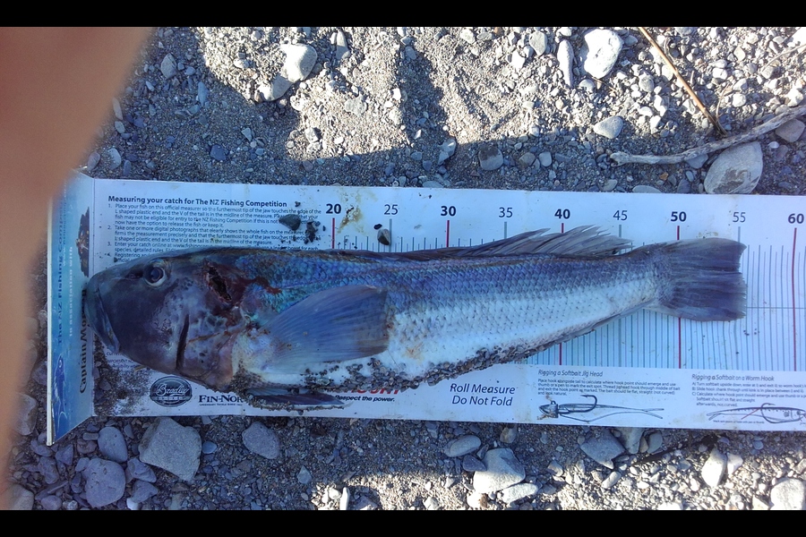 Ollie Gale caught this 55.0cm Blue Cod at South westland during The Export NZ Fishing Competition