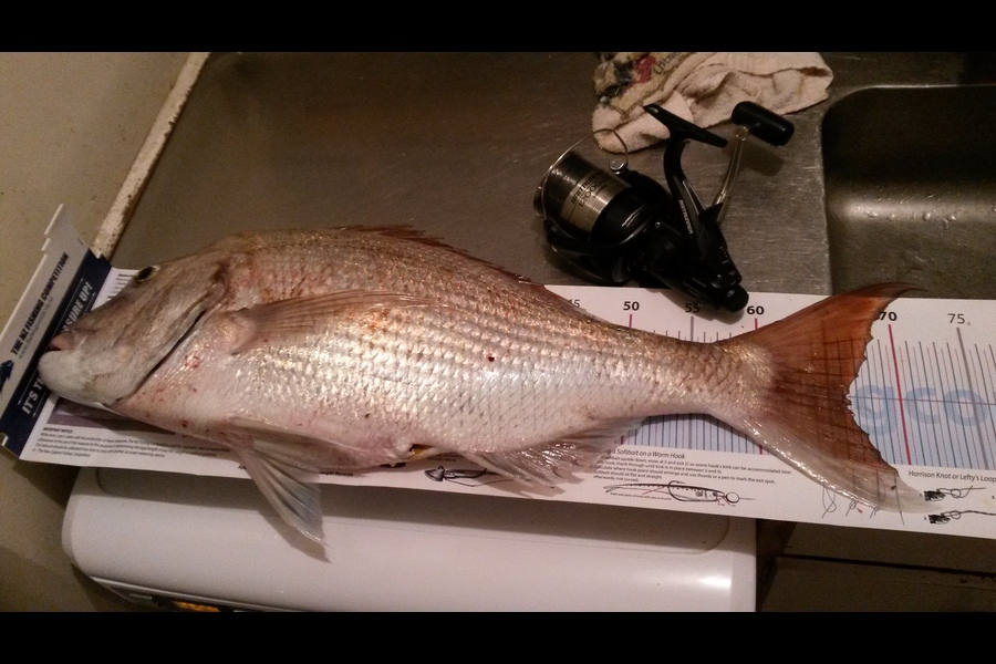 daniel heaney caught this 66.0cm Snapper at whangamata during The Export NZ Fishing Competition