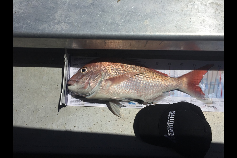 paul welch caught this 51.0cm Snapper at Firth of thames during The Export NZ Fishing Competition