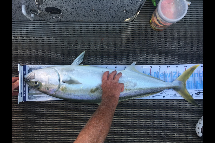 Ian Miller caught this 90.0cm Kingfish at Mercury Bay during The Export NZ Fishing Competition