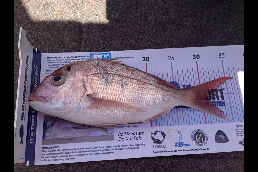 Anna Emanuel caught this 31.0cm Snapper at Rangitoto lighthouse during The Export NZ Fishing Competition