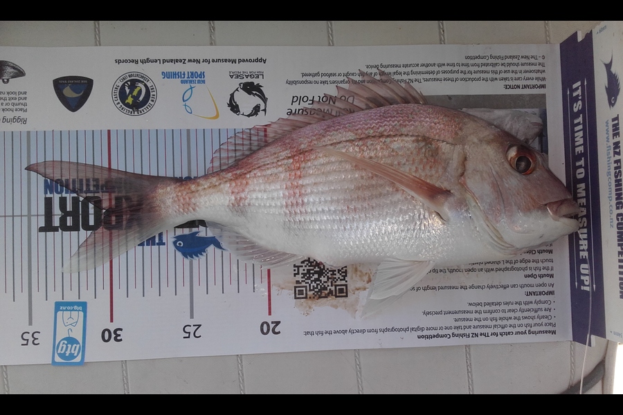 Douglas Hayr caught this 30.0cm Snapper at rakino during The Export NZ Fishing Competition