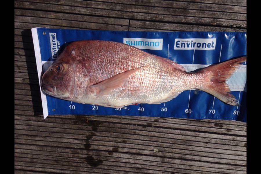 Wendy Potroz caught this 73cm Snapper at Taranaki during The Export NZ Fishing Competition
