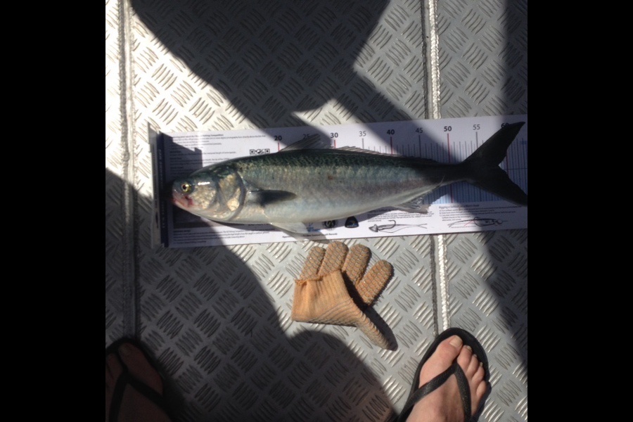 Greg Watkins caught this 58.5cm Kahawai at Tiri during The Export NZ Fishing Competition