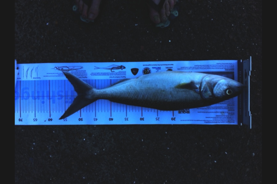 Robert Orr caught this 50.5cm Kahawai at Kaipara during The Export NZ Fishing Competition