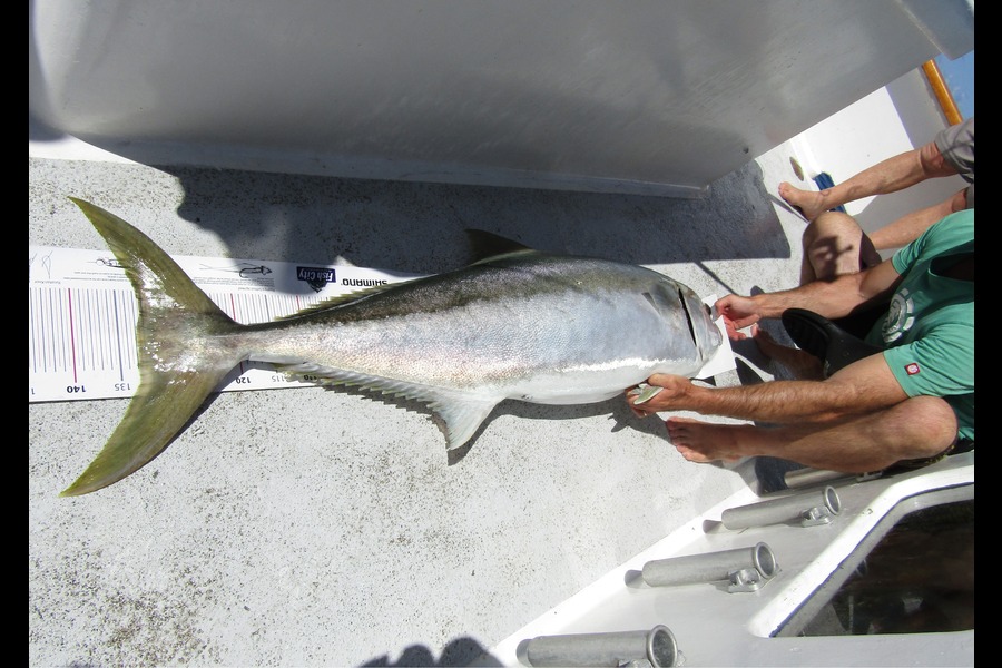 Andrew Wilson caught this 133.0cm Kingfish at Three Kings during The Export NZ Fishing Competition