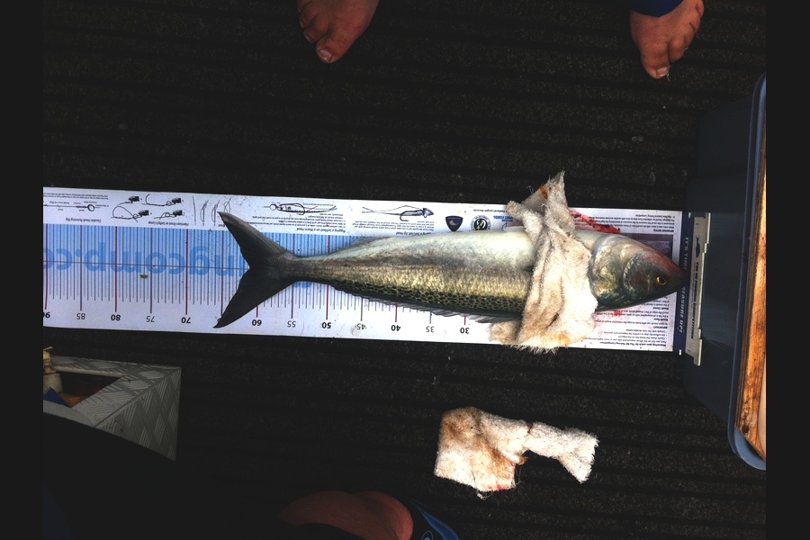 gordon redfern caught this 61.0cm Kahawai at thames during The Export NZ Fishing Competition
