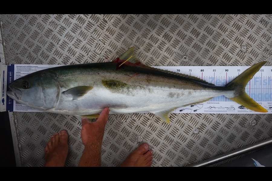 Brooke Summerville caught this 98.0cm Kingfish at Cape Karikari  during The Export NZ Fishing Competition