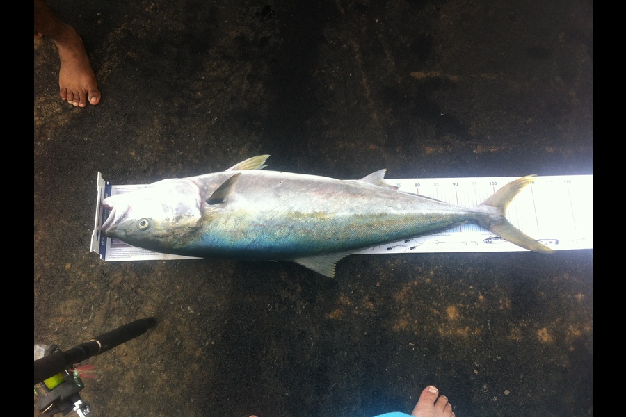 gordon redfern caught this 102.0cm Kingfish at raglan during The Export NZ Fishing Competition