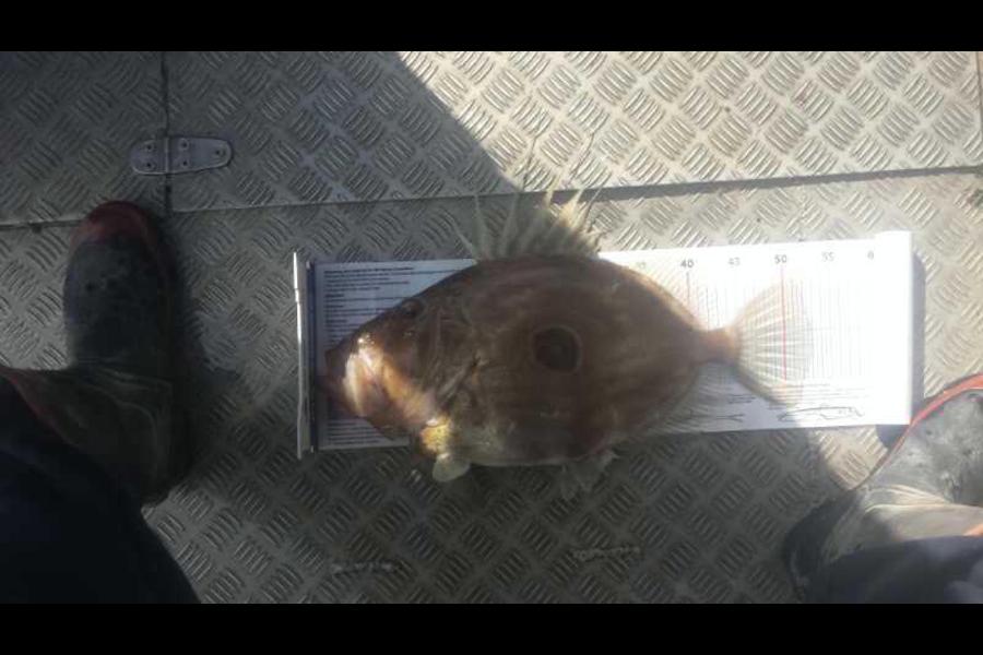 Daniel Niederberger caught this 53.0cm John Dory at New Plymouth during The Export NZ Fishing Competition