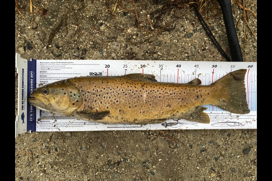 Ian Pedersen caught this 59.0cm Trout at Utuhina Stream BOP during The Export NZ Fishing Competition