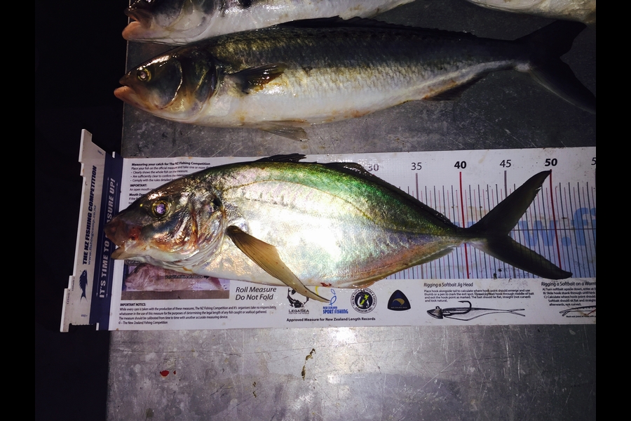 Pete Robinson caught this 44.5cm Trevally at Whangamata  during The Export NZ Fishing Competition