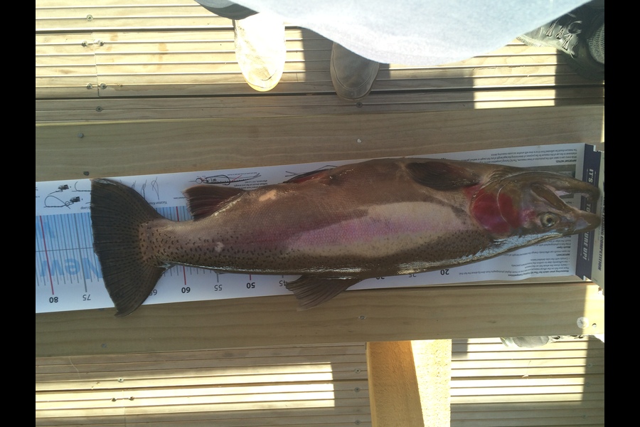 Neil Gwillim caught this 73.0cm Trout at Lake Okataina during The Export NZ Fishing Competition