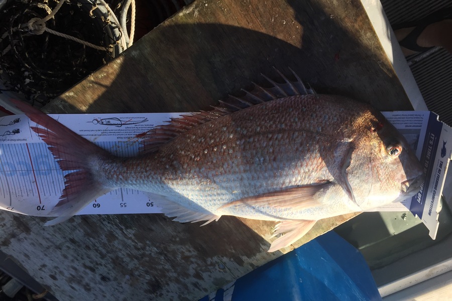 paul jackson caught this 65.0cm Snapper at Turakina during The Export NZ Fishing Competition