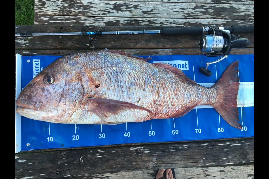 Arrum Ali caught this 88.5cm Snapper at Far north during The Export NZ Fishing Competition
