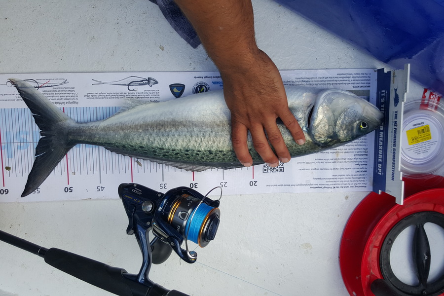 Justin Williamson caught this 53.5cm Kahawai at Whangamata during The Export NZ Fishing Competition