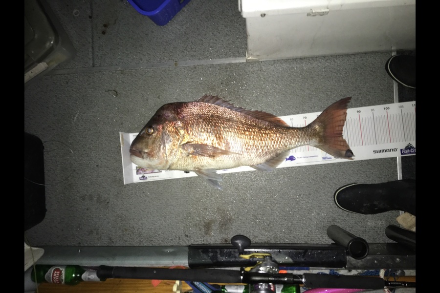 Tony Ward caught this 83.0cm Snapper at Hauraki gulf during The Export NZ Fishing Competition