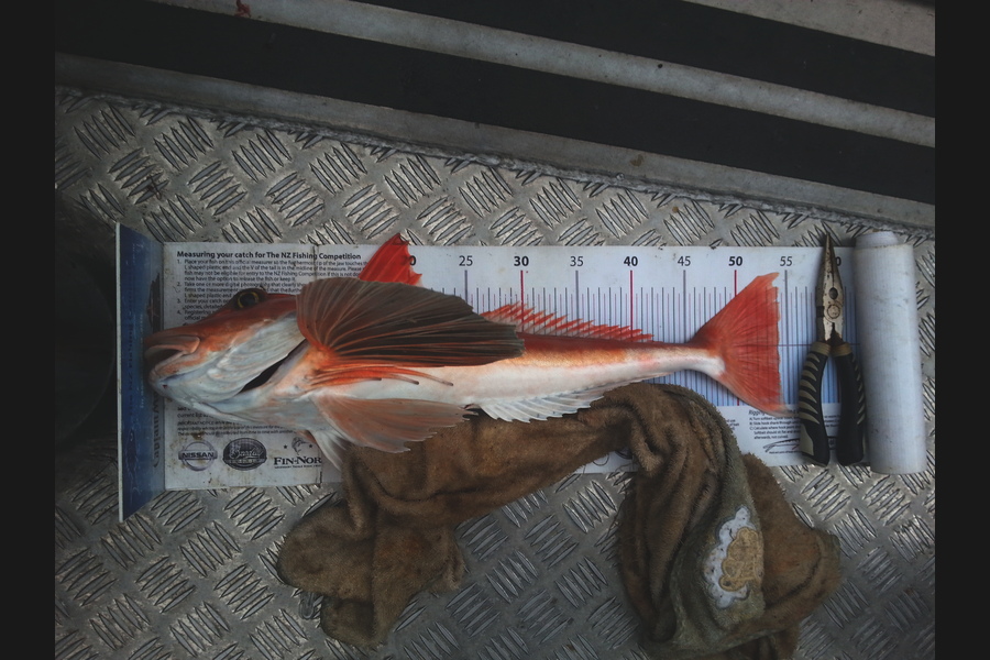 Richard Davies caught this 54.0cm Gurnard at welly west during The Export NZ Fishing Competition