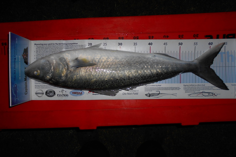Ivo Jurisich caught this 59.5cm Kahawai at Kaipara - Graveyard during The Export NZ Fishing Competition