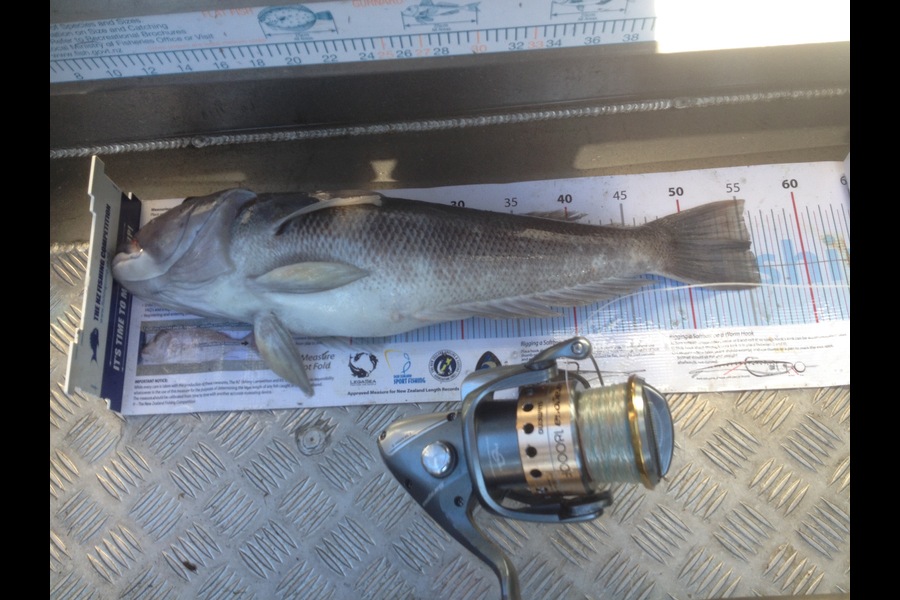 Blake Mcknight caught this 55.5cm Blue Cod at Durville during The Export NZ Fishing Competition