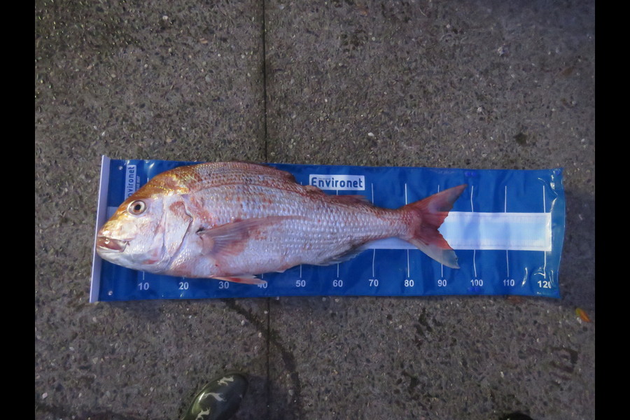 Reuben Miller caught this 89.0cm Snapper at Marlborough sounds during The Export NZ Fishing Competition