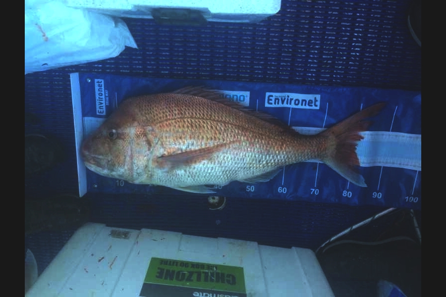 simon fowler caught this 81.0cm Snapper at Durville during The Export NZ Fishing Competition