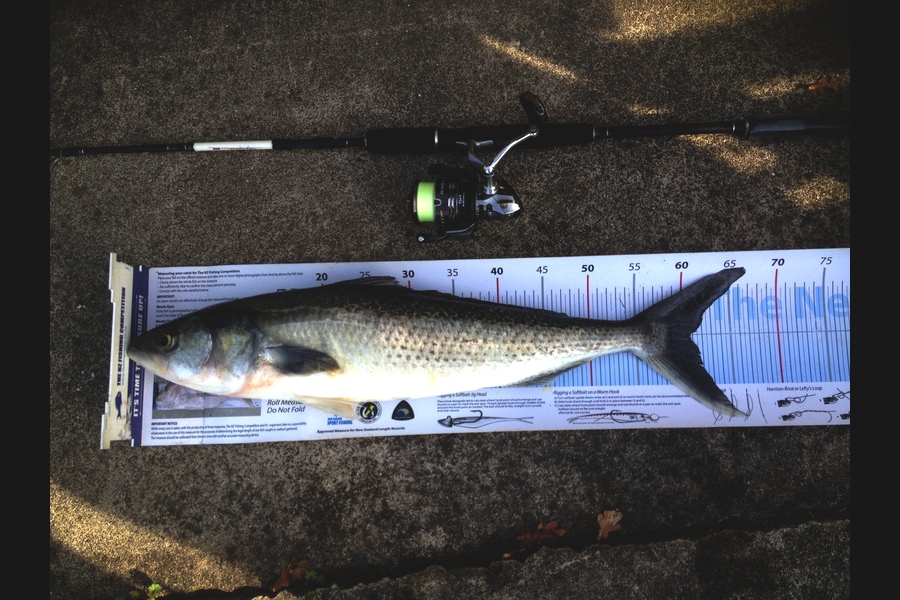 Alec  Saunders caught this 60.5cm Kahawai at Firth of Thames during The Export NZ Fishing Competition
