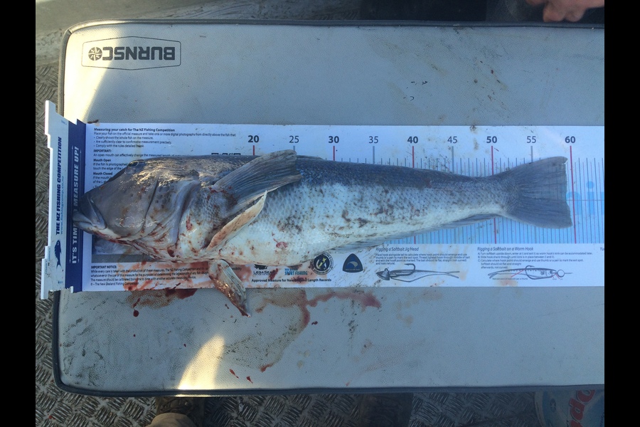Jason Duff caught this 59.0cm Blue Cod at Durville Island during The Export NZ Fishing Competition