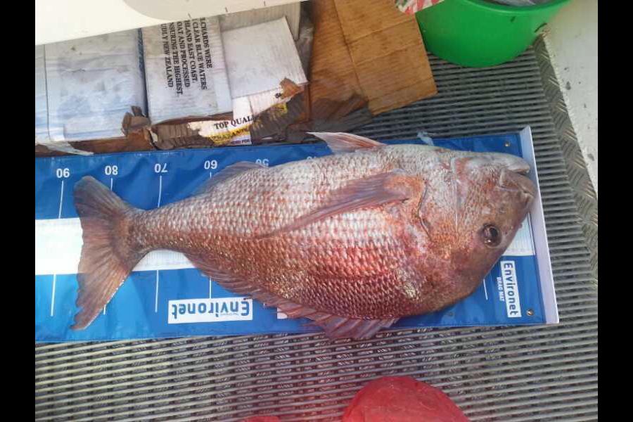 Jason Sealey caught this 83.0cm Snapper at Cape kerikeri  during The Export NZ Fishing Competition