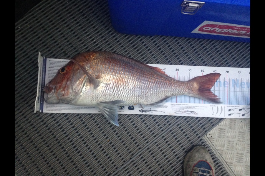 Greg Watkins caught this 62.0cm Snapper at hauraki gulf during The Export NZ Fishing Competition