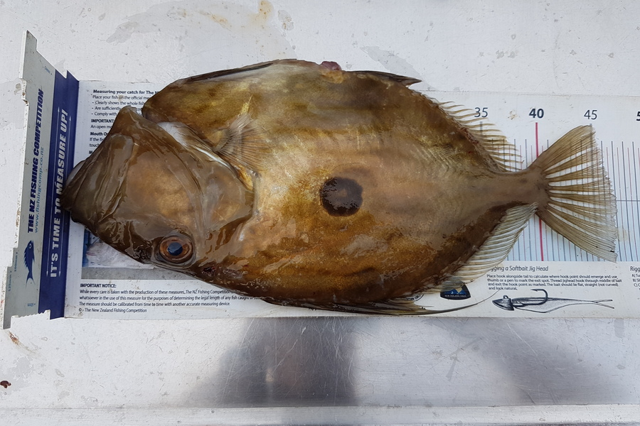 Mark Sorensen caught this 46.0cm John Dory at Boi during The Export NZ Fishing Competition