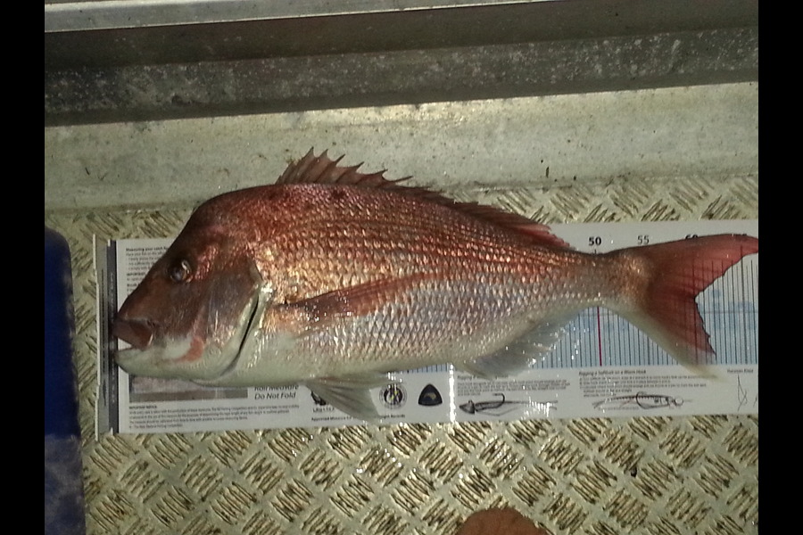 Brian  Gallogly caught this 60.0cm Snapper at Waiheke Is during The Export NZ Fishing Competition