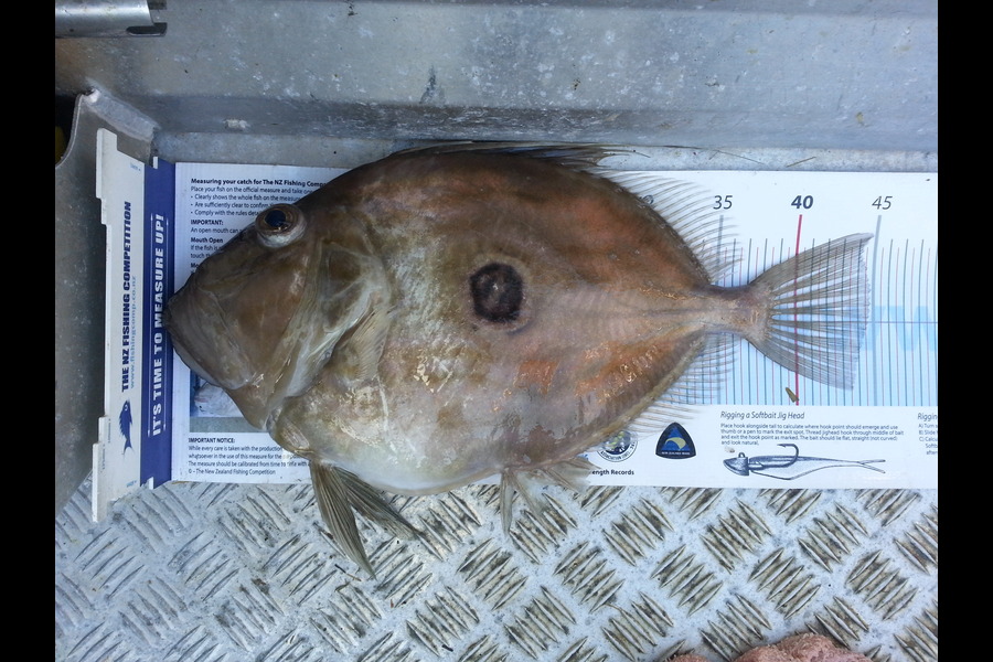 Brian  Gallogly caught this 44.5cm John Dory at Waiheke Is during The Export NZ Fishing Competition