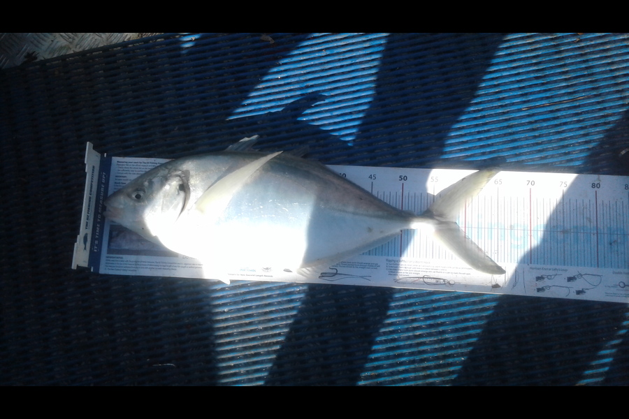 Michael  Topp  caught this 58.5cm Trevally at Durvill island during The Export NZ Fishing Competition