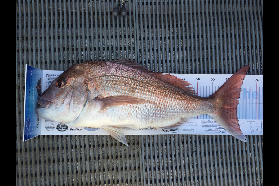Bruce Peden caught this 63.0cm Snapper at Kawau during The Export NZ Fishing Competition