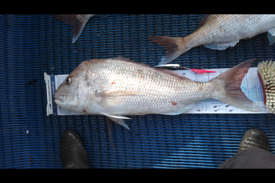 Michael  Topp  caught this 82.0cm Snapper at Tasman bay during The Export NZ Fishing Competition