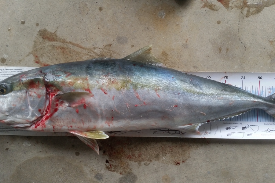 Robert Sim caught this 89cm Kingfish at Mokes during The Export NZ Fishing Competition