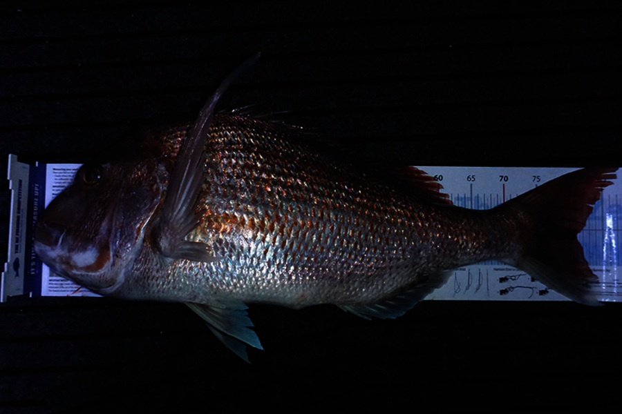 Mark Cotton caught this 81.0cm Snapper at D'Urville Island during The Export NZ Fishing Competition