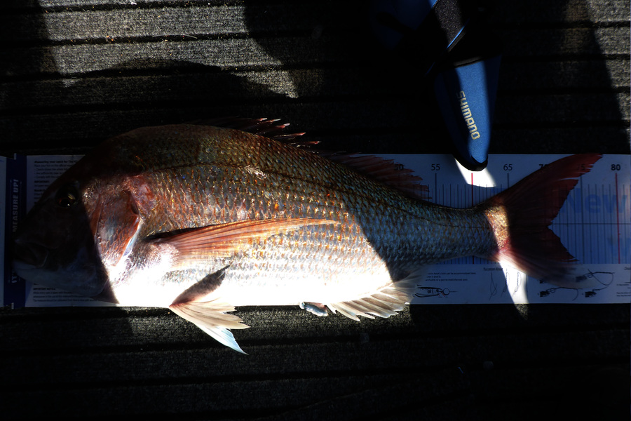 Mark Cotton caught this 75.0cm Snapper at D'Urville Island during The Export NZ Fishing Competition