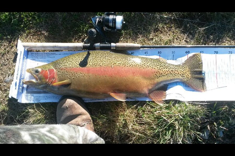 Bob Murphy caught this 65.0cm Trout at twizel during The Export NZ Fishing Competition