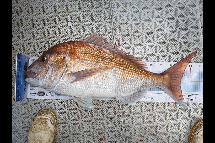 Spencer Roff caught this 75.5cm Snapper at Lagoon during The Export NZ Fishing Competition