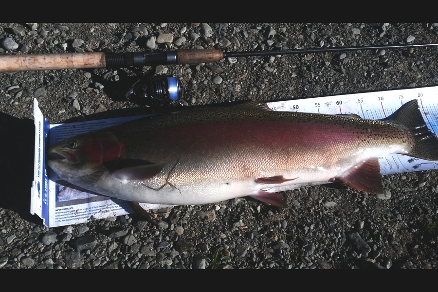 Bob Murphy caught this 79.0cm Trout at twizel during The Export NZ Fishing Competition