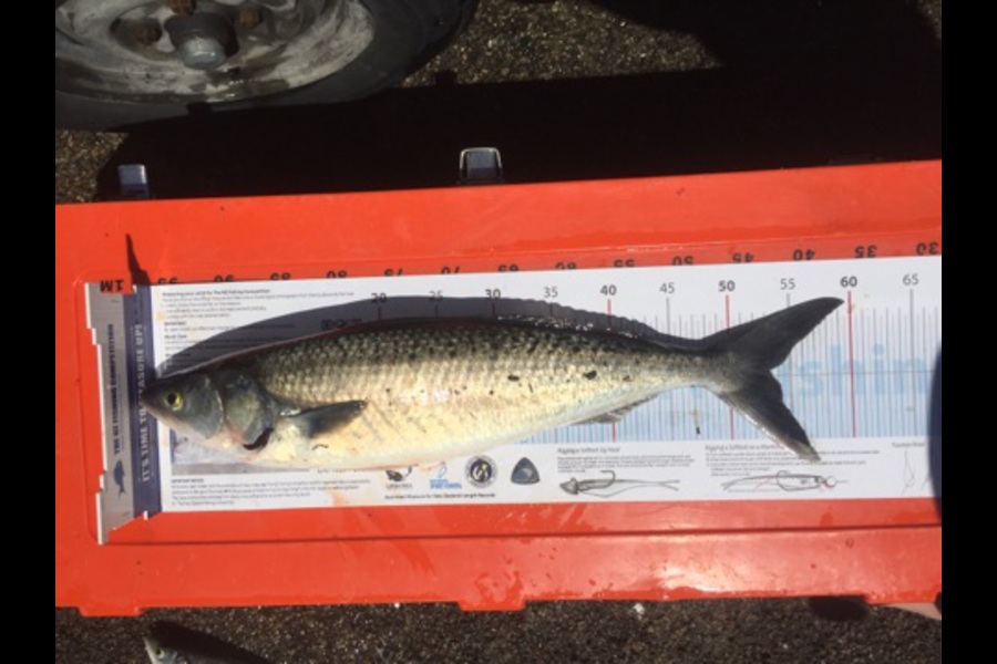 Matt Allen caught this 53.5cm Kahawai at Kapiti during The Export NZ Fishing Competition