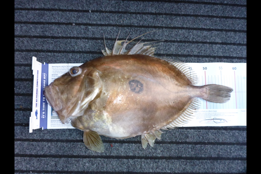Mark Cotton caught this 58.0cm John Dory at D'Urville Island during The Export NZ Fishing Competition